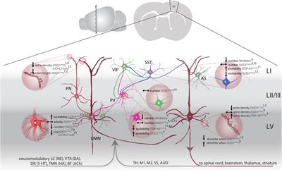 Frontiers | Exciting Complexity: The Role of Motor Circuit 